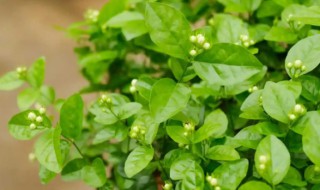茉莉花什么季节开花 茉莉花什么季节开花花期多长