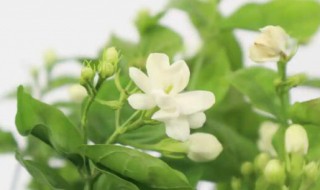 一般茉莉花的花期是多长时间（茉莉花开多长时间花期）
