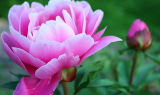 牡丹花苗种植方法（怎样培植牡丹花苗）