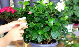 栀子花的室内养殖方法和注意事项 栀子花室外的养殖方法和注意事项