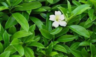 茉莉花都是在晚上开花的吗 茉莉花为啥晚上开花