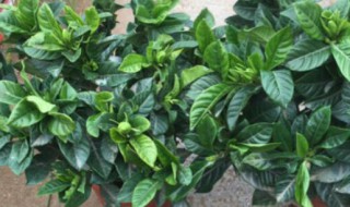 栀子花可以在室内养吗(栀子花能养室内吗)