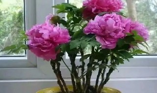牡丹花可以在室内养吗 室内能养牡丹花吗?