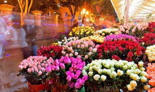 喷雪花的养殖方法 喷雪花的养殖方法和注意事项