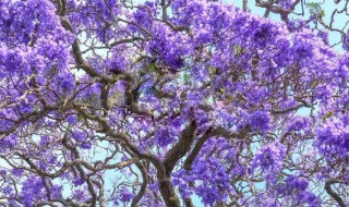 蓝花楹耐寒吗 蓝花楹最低耐寒多少度