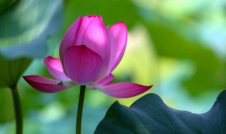 荷花的特殊含义是什么 荷花的特殊含义是什么意思