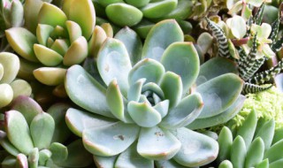 冬天肉肉的养殖方法和注意事项（肉肉冬天怎么养殖方法）