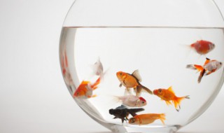 家庭养鱼适合养殖什么品种 适合家庭养殖的鱼的品种