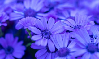 瓜叶菊的养殖方法和注意事项 瓜叶菊的养殖方法和注意事项视频