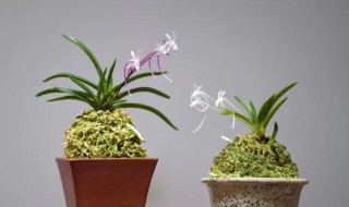 凤兰养殖方法和注意事项 凤尾兰养殖方法和注意事项