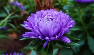 月月菊的养殖方法和注意事项（月月菊的养殖方法和注意事项开完花怎么半）