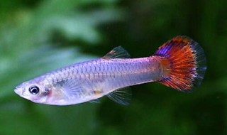 清道夫可以和孔雀鱼一起养吗 孔雀鱼和清道夫能放在一起养吗