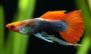 泡沫箱可以养孔雀鱼吗 泡沫箱养孔雀鱼苗的好处