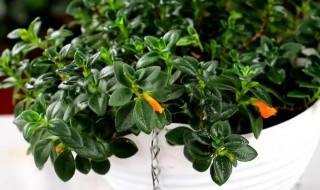 金鱼吊兰可以放卧室养吗（金鱼吊兰可以放卧室养吗(花百科）