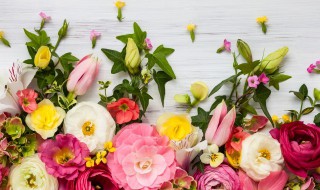 郁金香在家怎么养 家里养郁金香