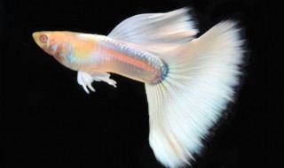 孔雀鱼常温水可以养吗（养孔雀鱼的水温）