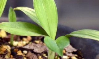 兔耳兰的养殖方法和注意事项(兔耳兰生长环境)