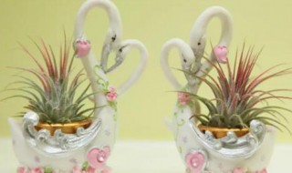 多肉凤梨的养殖方法和注意事项（多肉凤梨的养殖方法和注意事项图片）