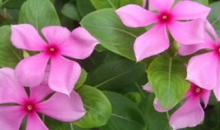 四季梅可以在室内养吗（家里养四季梅好吗）