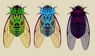 知了养殖方法 知了猴怎么养殖