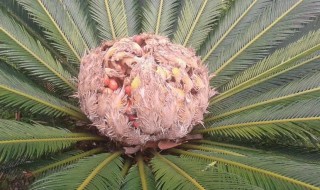 小铁树的养殖方法 小铁树苗怎么养