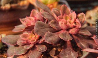 多肉沙维红的养殖方法（多肉沙维红老桩图片）