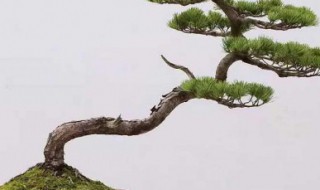 盆栽黑松的养殖方法（盆栽黑松的养殖方法和注意事项）