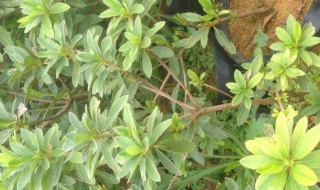 刺桂的养殖方法（刺桂的养殖方法和注意事项）