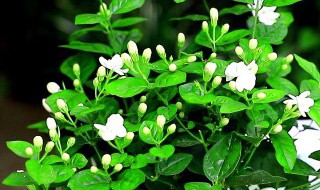 刚栽的茉莉的养殖方法 茉莉怎么养殖方法
