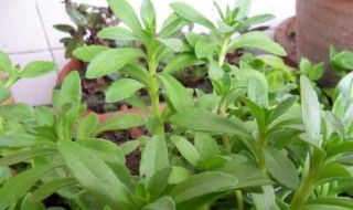 穿心莲盆栽养殖方法 穿心莲怎么养殖方法