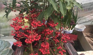 四季果怎么养殖方法(四季果怎样种植)