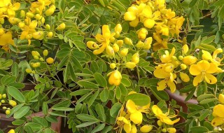 黄金雀的养殖方法 黄金雀的养殖方法温度