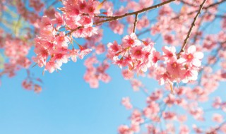 嫁接彩麒麟的养殖方法 彩麒麟怎么养殖