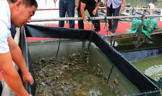 青蟹的养殖方法（青蟹的养殖方法和注意事项）