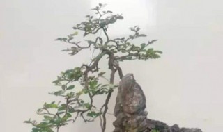 山格木养殖方法 山格木种植方法