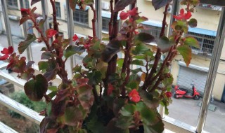 沙漠海棠的养殖方法（沙漠海棠花怎么养）