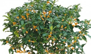 日香桂的养殖方法（日香桂种植）