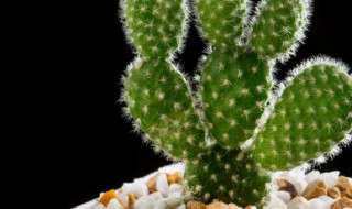 仙人掌怎么养殖方法 仙人掌怎样养殖