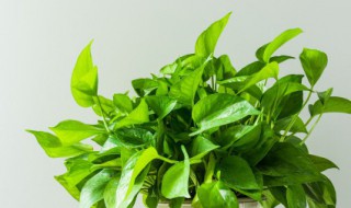 青叶绿萝的养殖方法 绿萝盆栽养殖