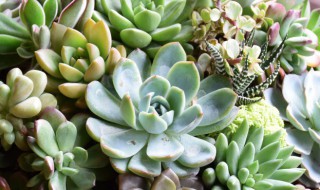 多肉灯美人的养殖方法（灯美人多肉）