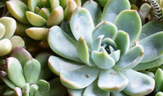 多肉姬葡萄养殖方法 多肉葡萄怎么种植