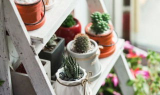 黑檀盆景养殖方法 黑檀盆景怎么养