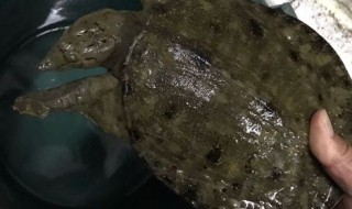 野生甲鱼养殖方法 野生甲鱼 养殖甲鱼