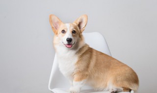 狗名字大全洋气的(狗名字大全洋气的招财2022)