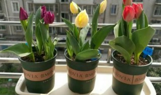 种郁金香买什么土(种郁金香用什么土)