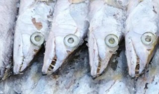 冻鲅鱼解冻后肉是烂的吗 冰冻的鲅鱼肉都烂了