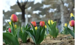 为什么要在秋天种郁金香和风信子（风信子郁金香哪个好养）