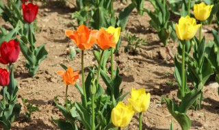 郁金香怎么分球（郁金香怎么分球繁殖）