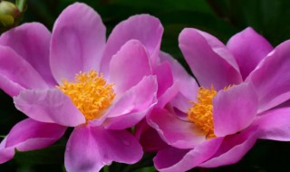 药牡丹的种植方法 牡丹栽植方法