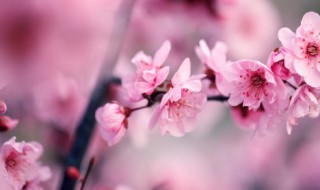 中国梅花之乡在哪儿 中国梅花之乡在哪里